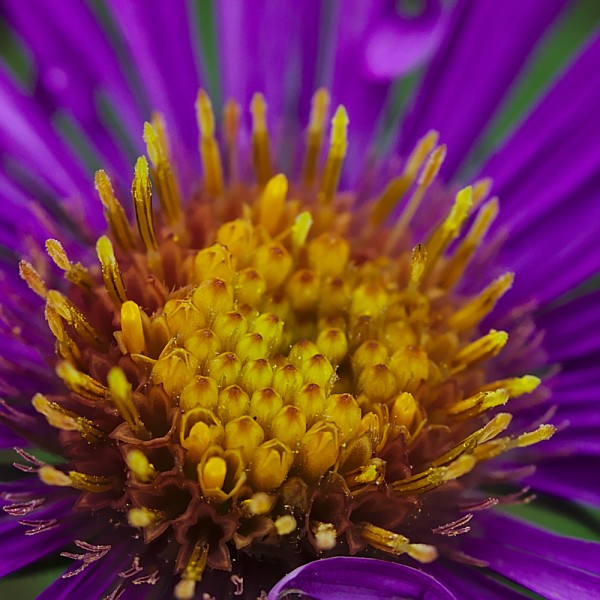 Sweet Nectar Douglas Carter Photography