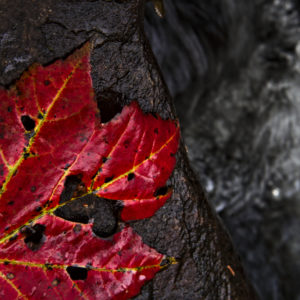 A red maple leaf sits on a rock by the river.