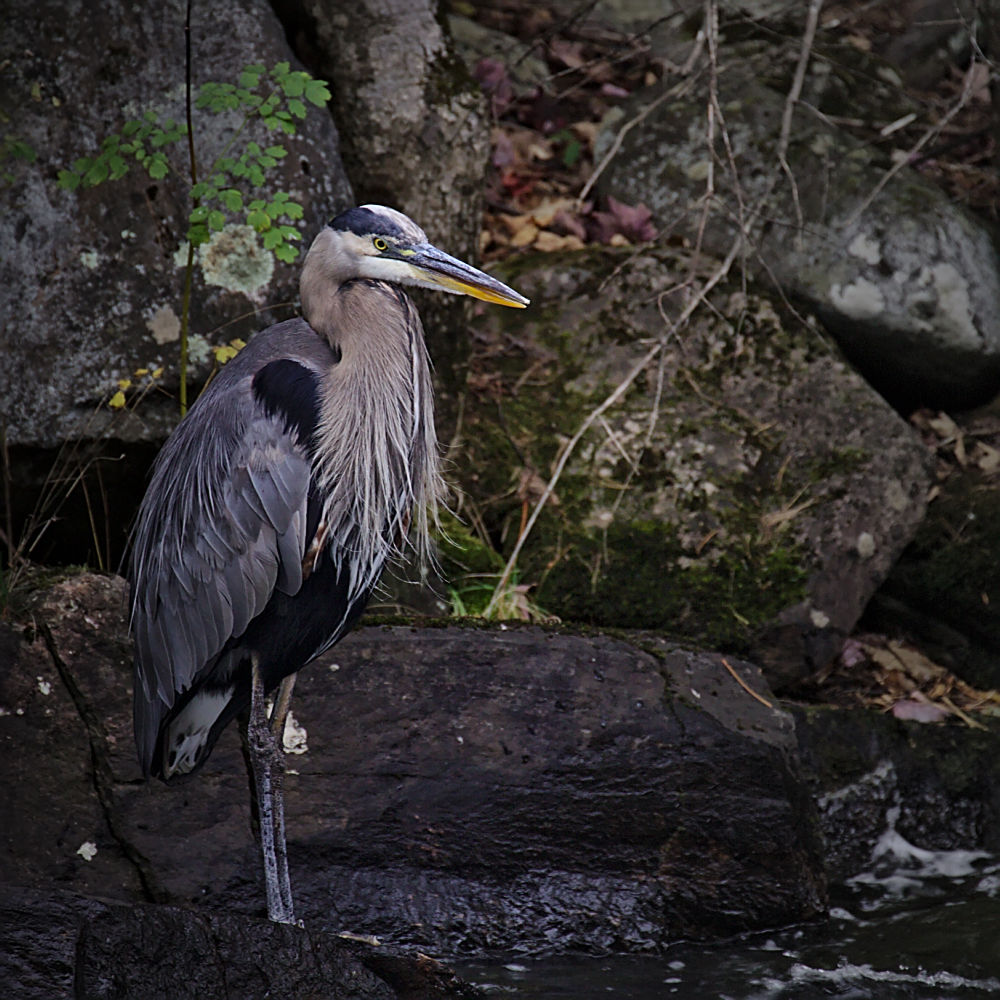 The beautiful Blue Heron is searching for dinner.