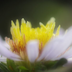 The delicate Aster reaches for the sun.